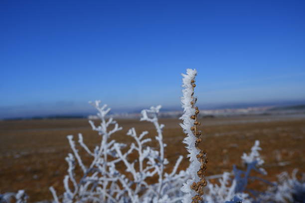 Frozen wild plant in the countryside covered by ice