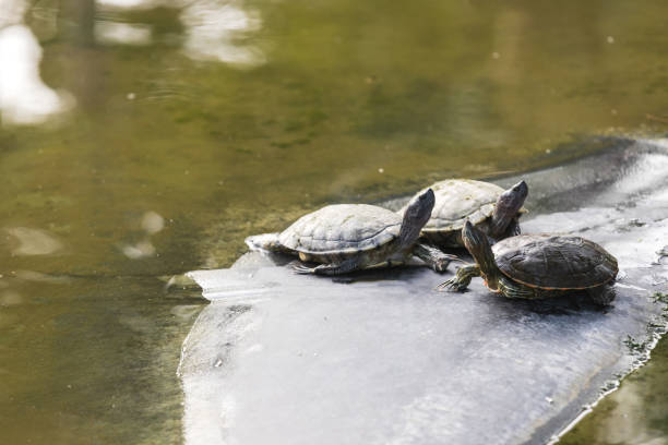 istock Three turtles sitting on a stone in small wild pond 1373153582