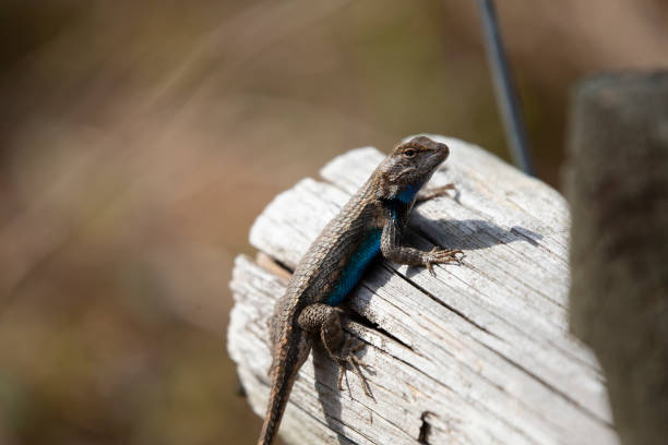 Large male eastern fence lizard (Sceloporus consobrinus) on a wooden post