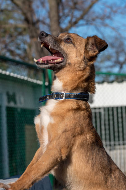 istock Poor mutt dog in the shelter 1373155362