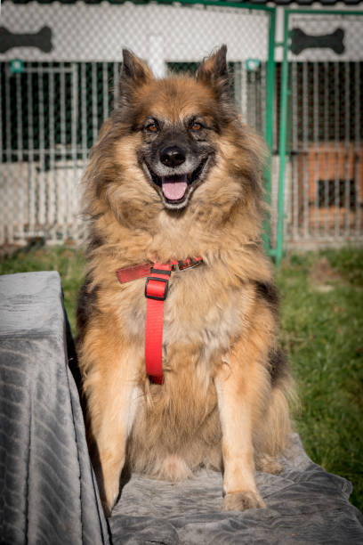 istock Poor mutt dog in the shelter 1373155438