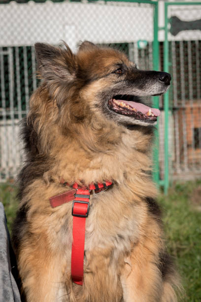 istock Poor mutt dog in the shelter 1373155450