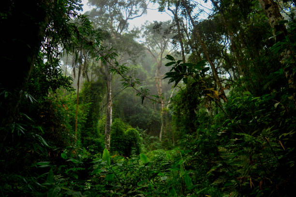 foresta verde del brasile - tropical rainforest travel beauty in nature environment foto e immagini stock