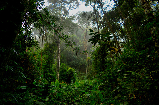 Beautiful nature shot in tropical Brazilian forest
