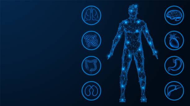 Internal organs. Internal organs. The human body. Polygonal design. Blue background. the human body stock illustrations