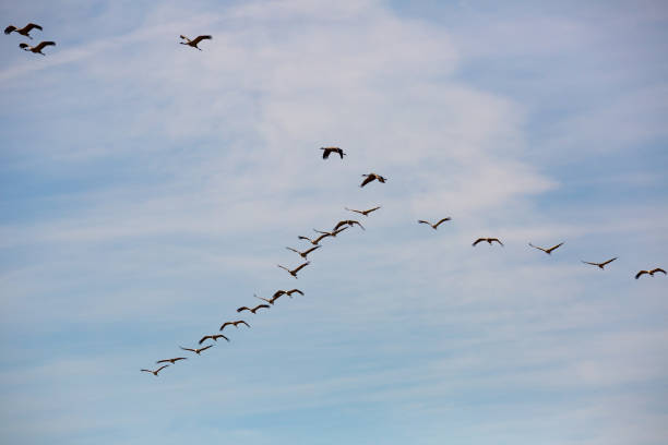 istock Flock of cranes flying in sky 1373158516