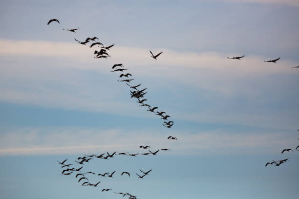 istock Flock of cranes flying in sky 1373158517