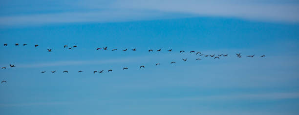 istock Flock of cranes in flight 1373158520