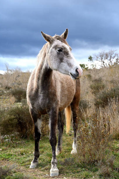 istock Grey horse looking at the photographer 1373158539