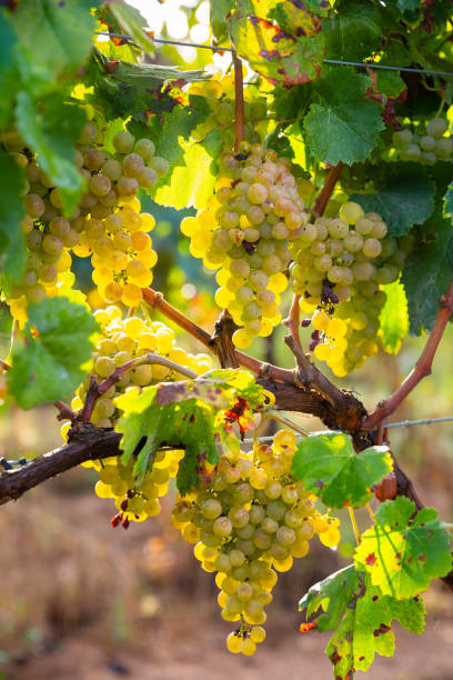 istock Ripe green grapes hanging in fruit garden 1373159017