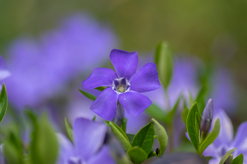 Vinca minor lesser periwinkle blue purple ornamental flowers in bloom, common periwinkle flowering plant, creeping flowers