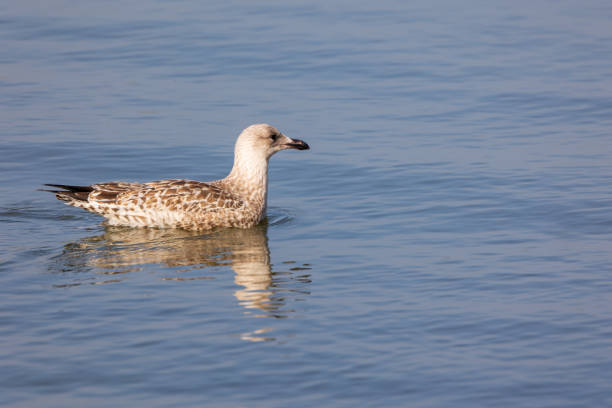 istock Lesser black backed gull swimming in dune lake 1373160877