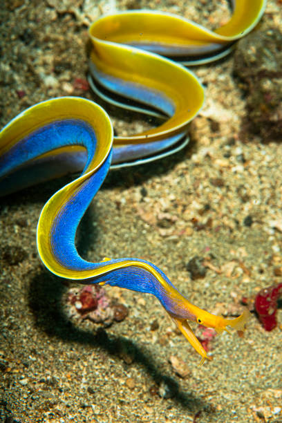 A  male ribbon eel in Lembeh Strait in Indonesia