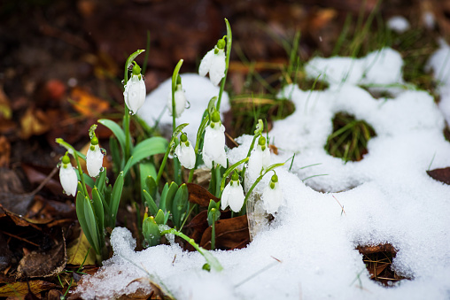 Spring snowdrop flowers blooming from the snow with shallow depth of field