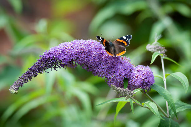 Red Admiral butterfly on Buddleia flower The beautifully marked butterfly on the alluring flower of the Buddleia plant. vanessa atalanta stock pictures, royalty-free photos & images