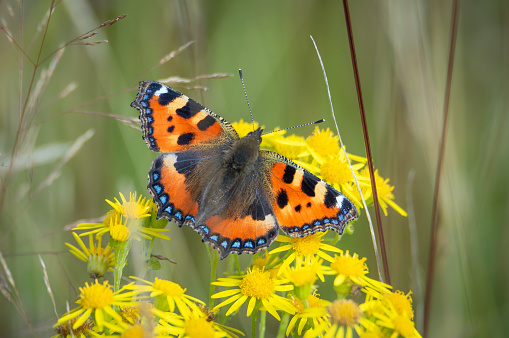 The beautifully marked butterfly contrasted against the bright yellow flowers of Ragwort.