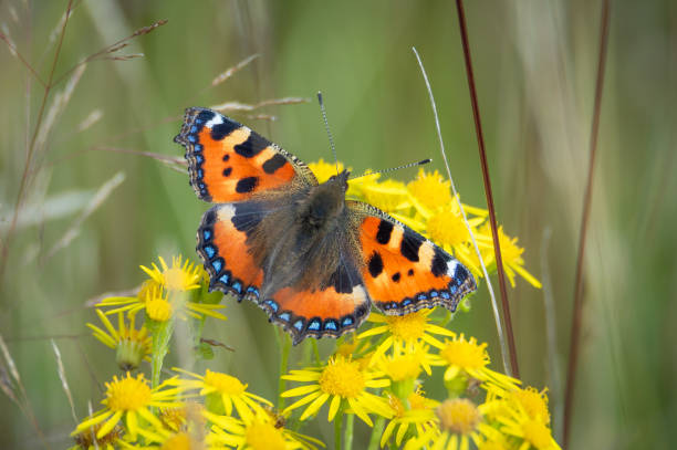 Small Tortoiseshell butterfly on Ragwort The beautifully marked butterfly contrasted against the bright yellow flowers of Ragwort. small tortoiseshell butterfly stock pictures, royalty-free photos & images