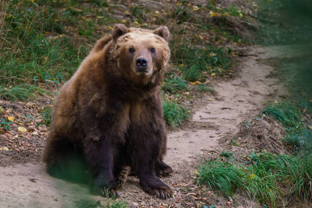 Close-up sleep brown bear portrait. Danger animal in nature habitat. Big mammal. Wildlife scene