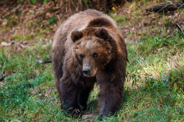 istock Brown bear in the forest. Kamchatka bear (Ursus arctos beringianus) 1373165226