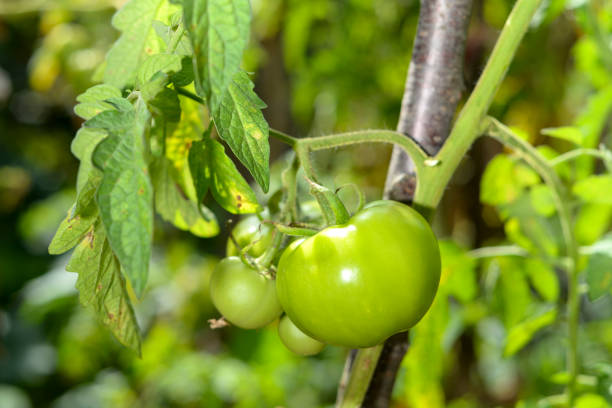 istock Small green tomatoes growing in a home garden. 1373167253