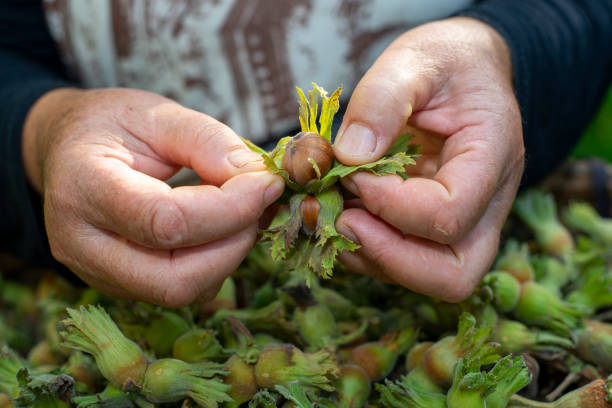 istock The hazelnut picker woman, who has just come from the hazelnut orchard, takes hazelnuts from the big basket full of hazelnuts and peels them off. 1373167408