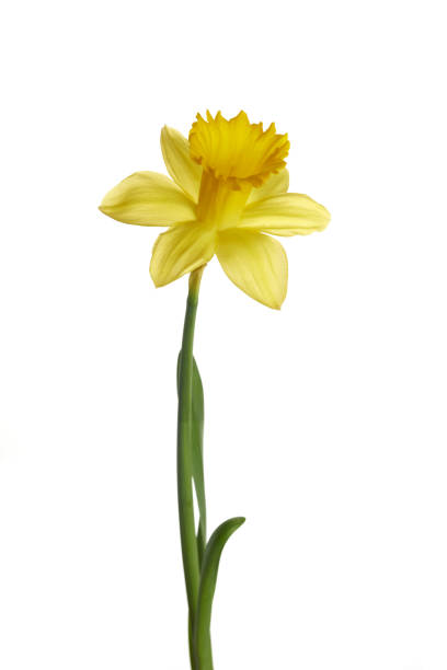 istock Spring yellow daffodil flower isolated on white background. 1373167480