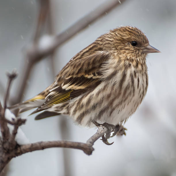 istock Pine Siskin Perched on a Branch in Winter 1373167579