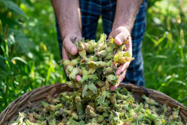 The hazelnut picker man, who has just come from the hazelnut orchard, takes a handful of hazelnuts from a large basket filled with hazelnuts.