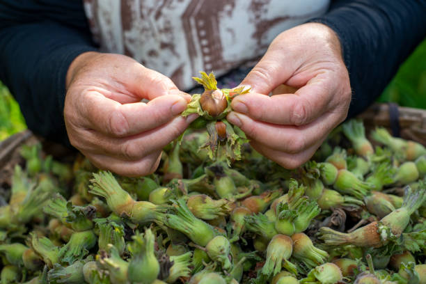 istock The hazelnut picker woman, who has just come from the hazelnut orchard, takes hazelnuts from the big basket full of hazelnuts and peels them off. 1373167868