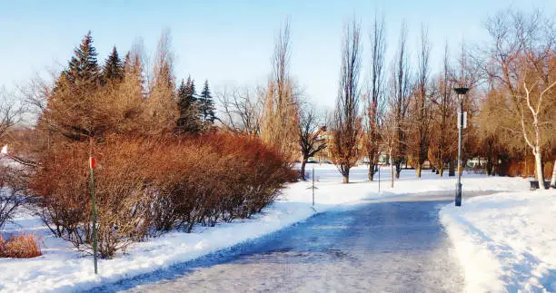 Photo of Frozen pathway background in public park