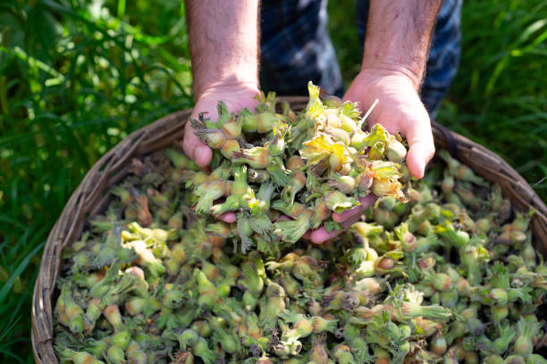 istock The hazelnut picker man, who has just come from the hazelnut orchard, takes a handful of hazelnuts from a large basket filled with hazelnuts. 1373167959