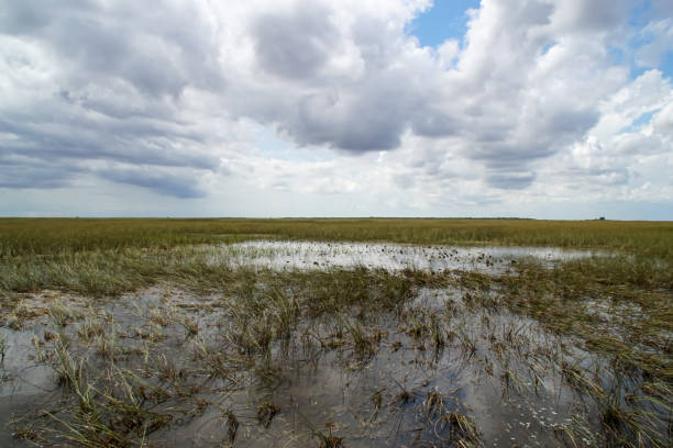 istock View of landscape in the Everglades 1373168954