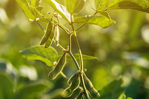 Green soybean plant with unripe pods in cultivated field, selective focus