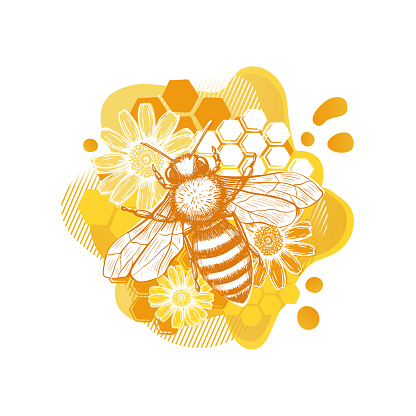 Yellow bee and flower sketch template in modern style on white background. Summer natural organic food. Line art