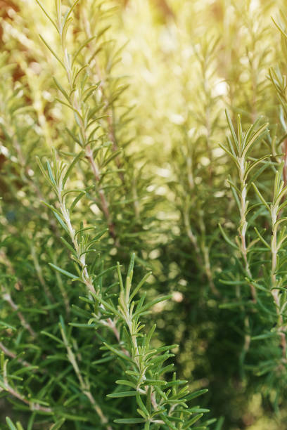 istock Homegrown organic rosemary herb in backyard garden 1373169072