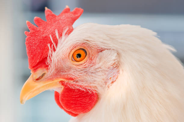 istock Close up of white chicken hen head 1373169097