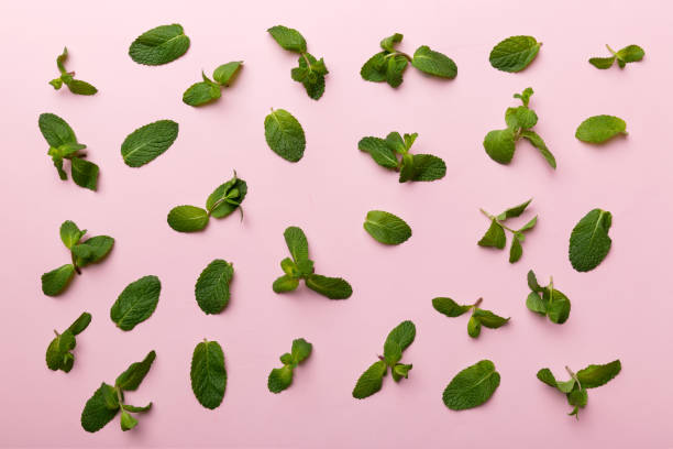 istock Fresh green mint leaves on white background, Mint leaves pattern Top view with copy space 1373171126