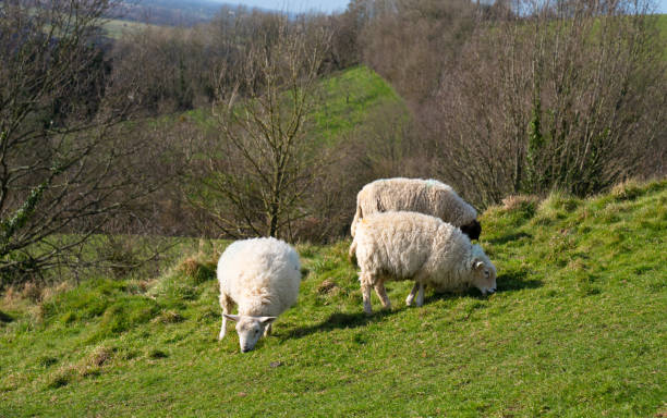 istock Sheep grazing in the Somerset countryside 1373171470