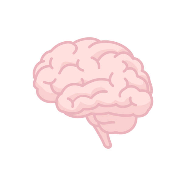 ilustrações de stock, clip art, desenhos animados e ícones de human brain icon. mind symbol - cérebro