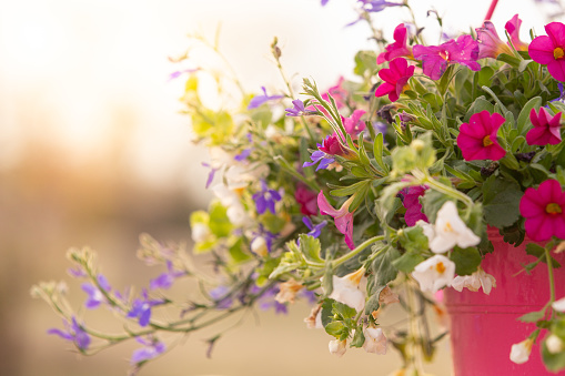 Bright vibrant hanging flower basket with fresh flowers at sunset.