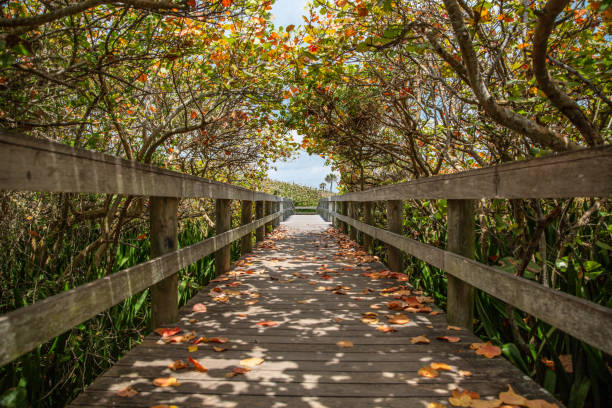 promenade à la plage en floride - brevard county photos et images de collection