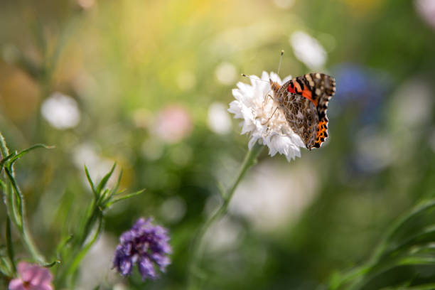 istock Ladyfinger butterfly on a flower 1373173551