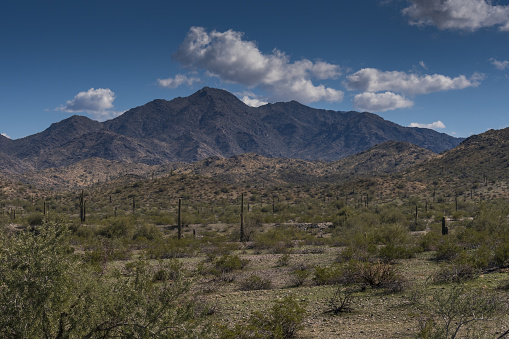 Saguaro cacti, mesquite, and mountains combine for a beautiful desert landscape.