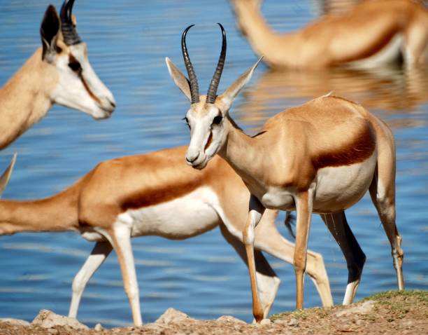 istock Sprinkbok herd at Waterhole 1373173803
