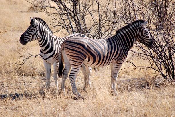 istock Zebra,Etosha National Park 1373173863