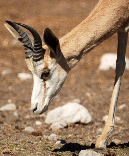 istock Springbok Etosha National Park 1373174574