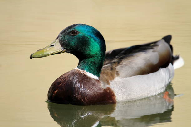 istock Male mallard duck on water 1373174577