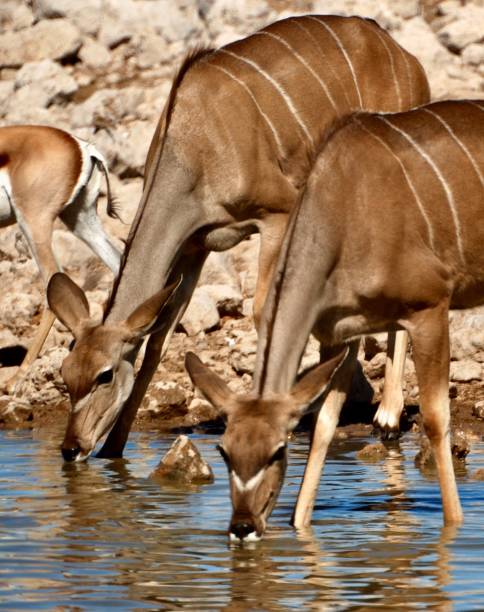 istock Female Kudus Etosha national Park 1373174675