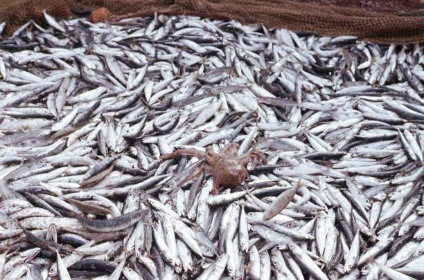 istock Sardine catch with squid in the middle 1373176060