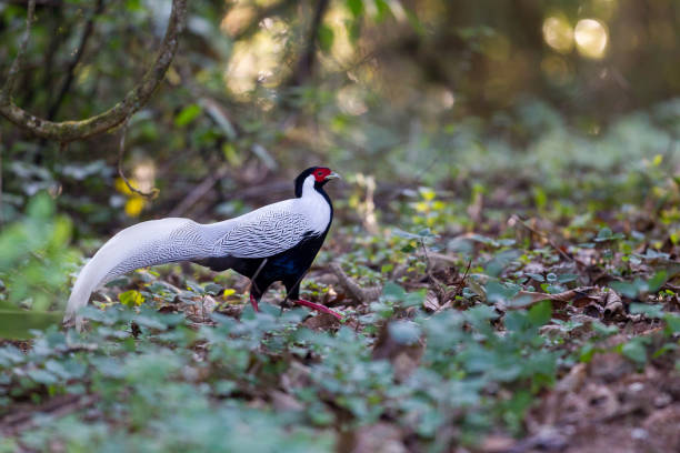 Beautiful adult male Silver pheasant, low angle view, side shot, waking on the brake in the morning on the foothills of high mountain in tropical moist montane forest, national park in northern Thailand.